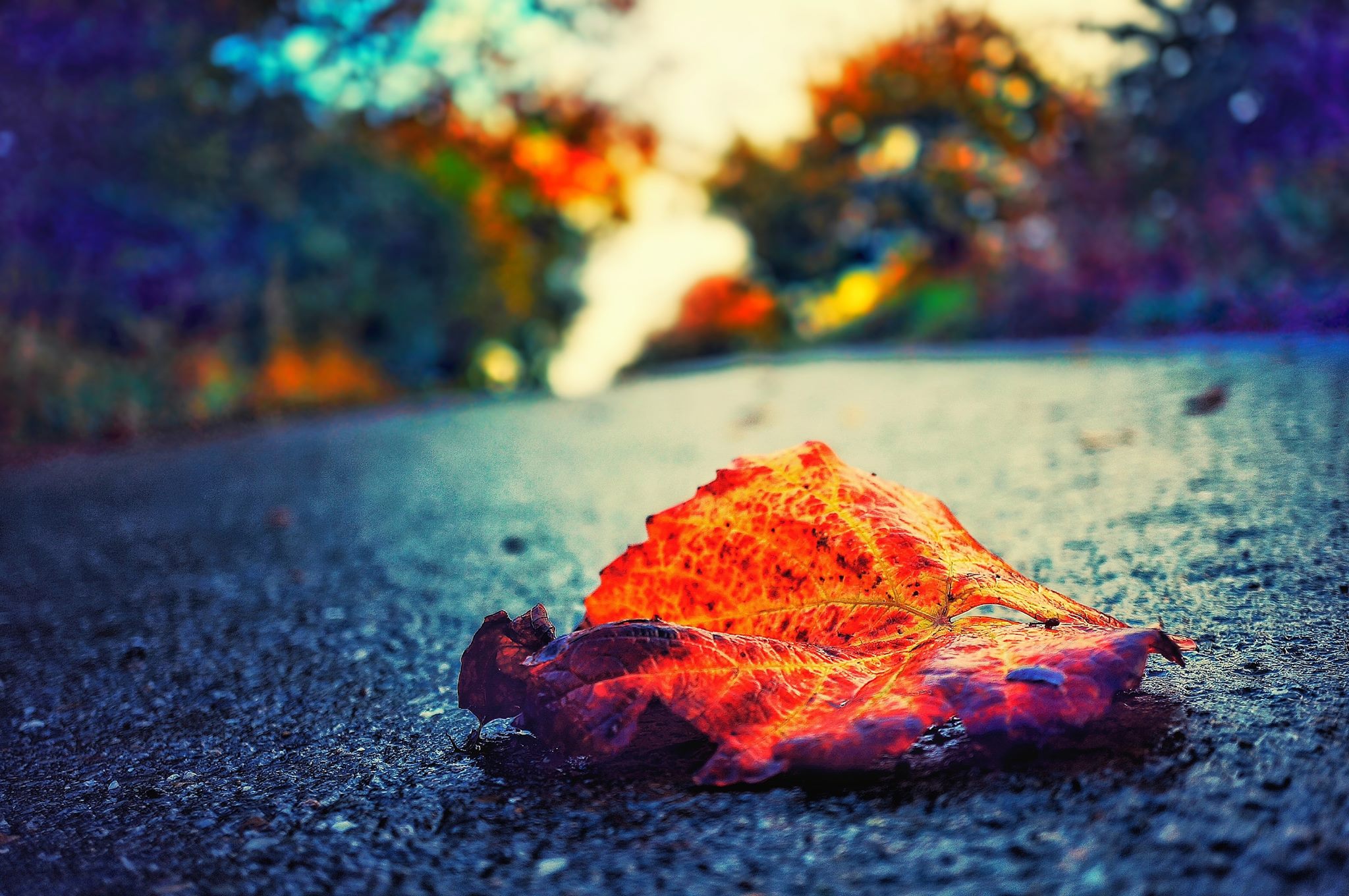Feux novembre