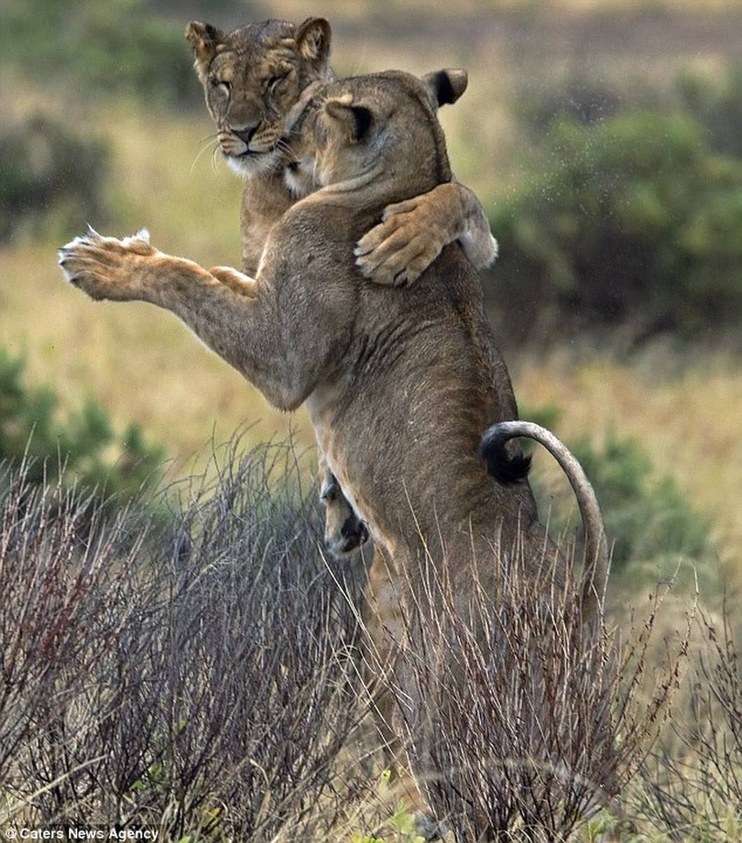 La danse des lionnes