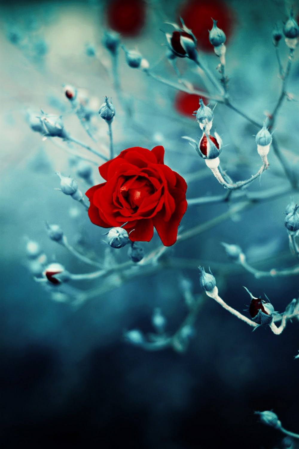 Rose connexe