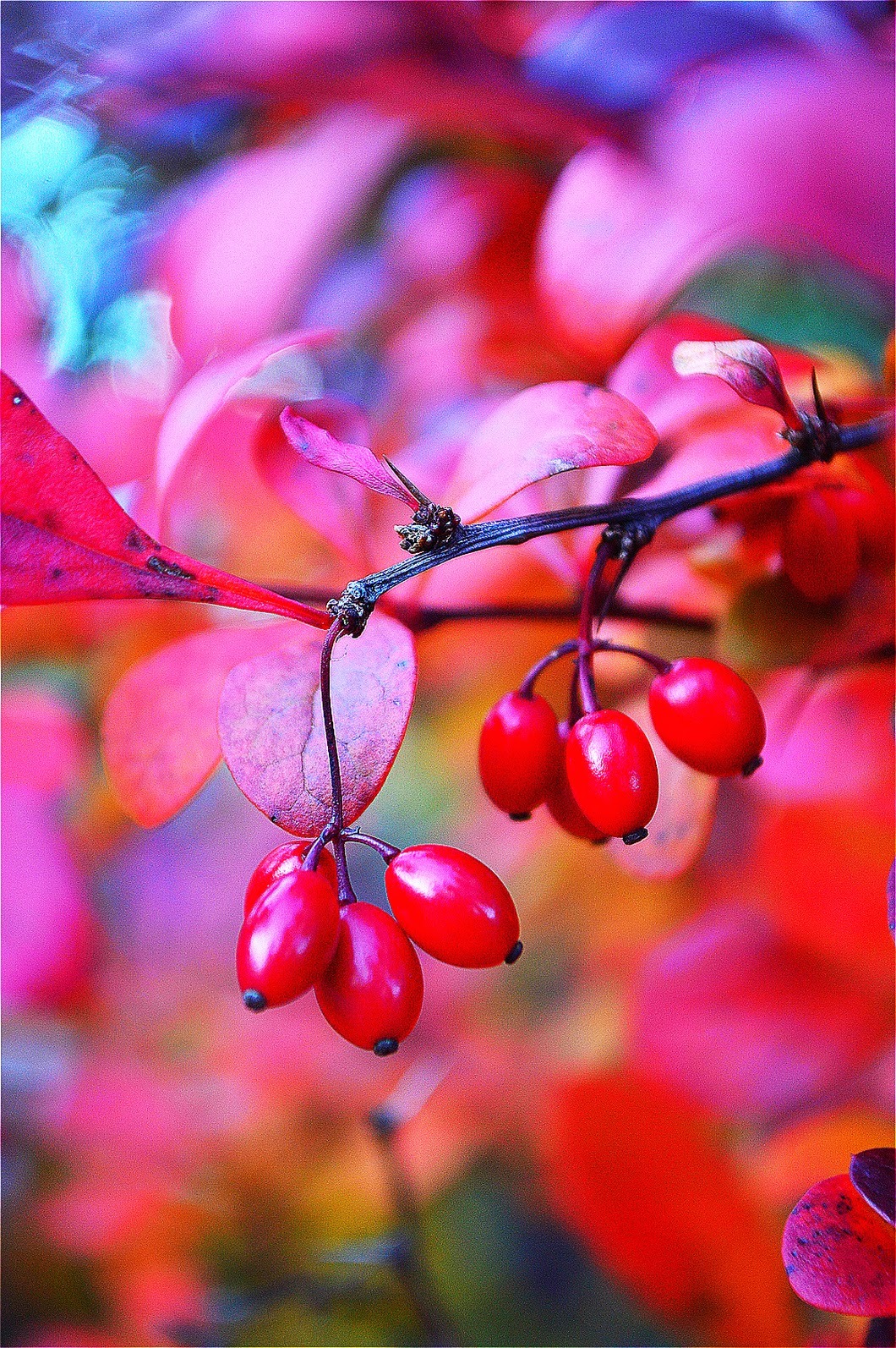 L’automne en rose