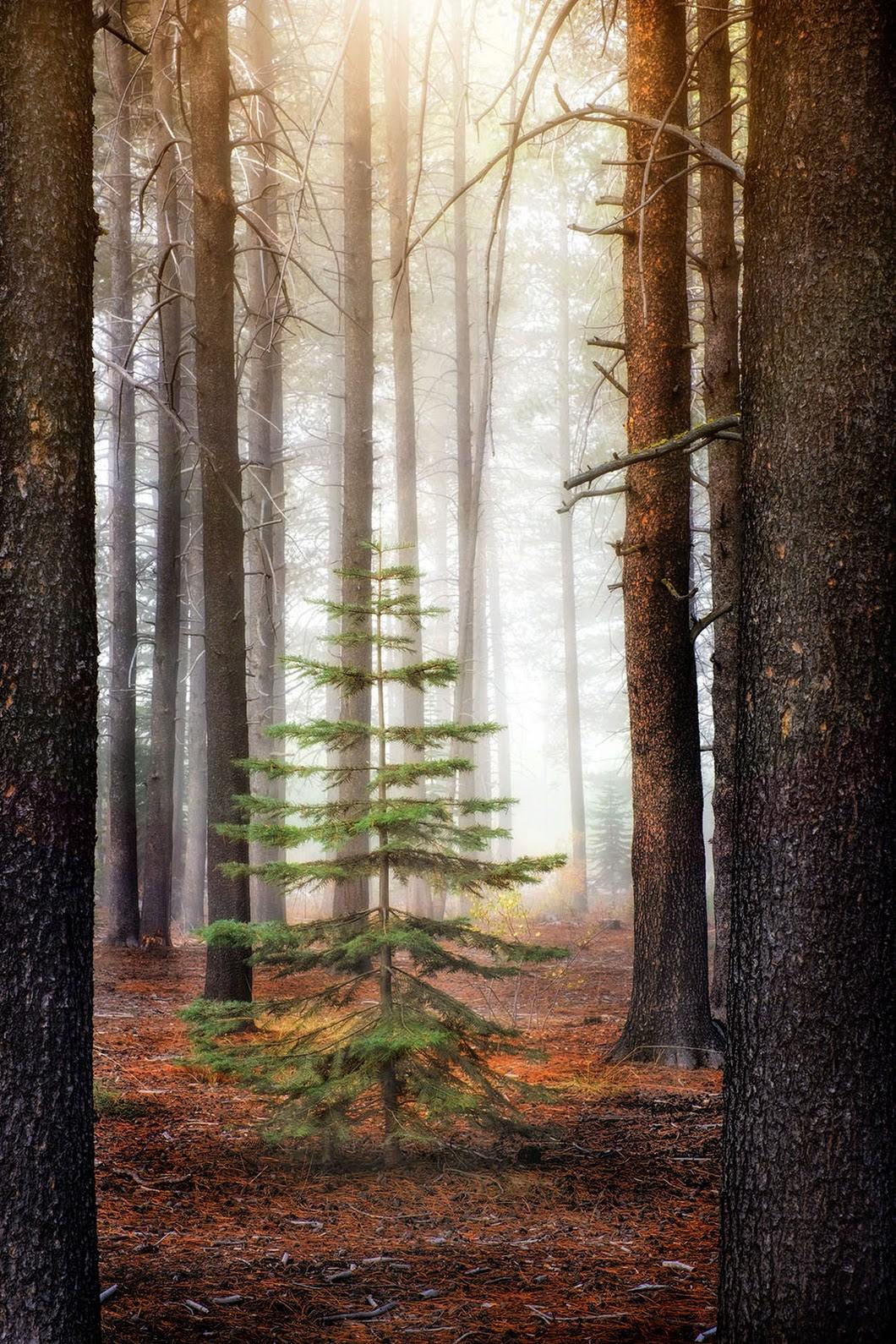 Le secret des sapins