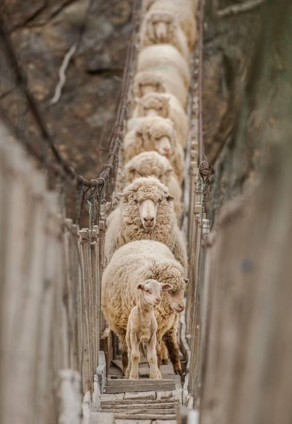 L’âge des moutons