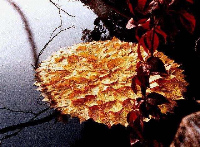 Un millefeuille de saison