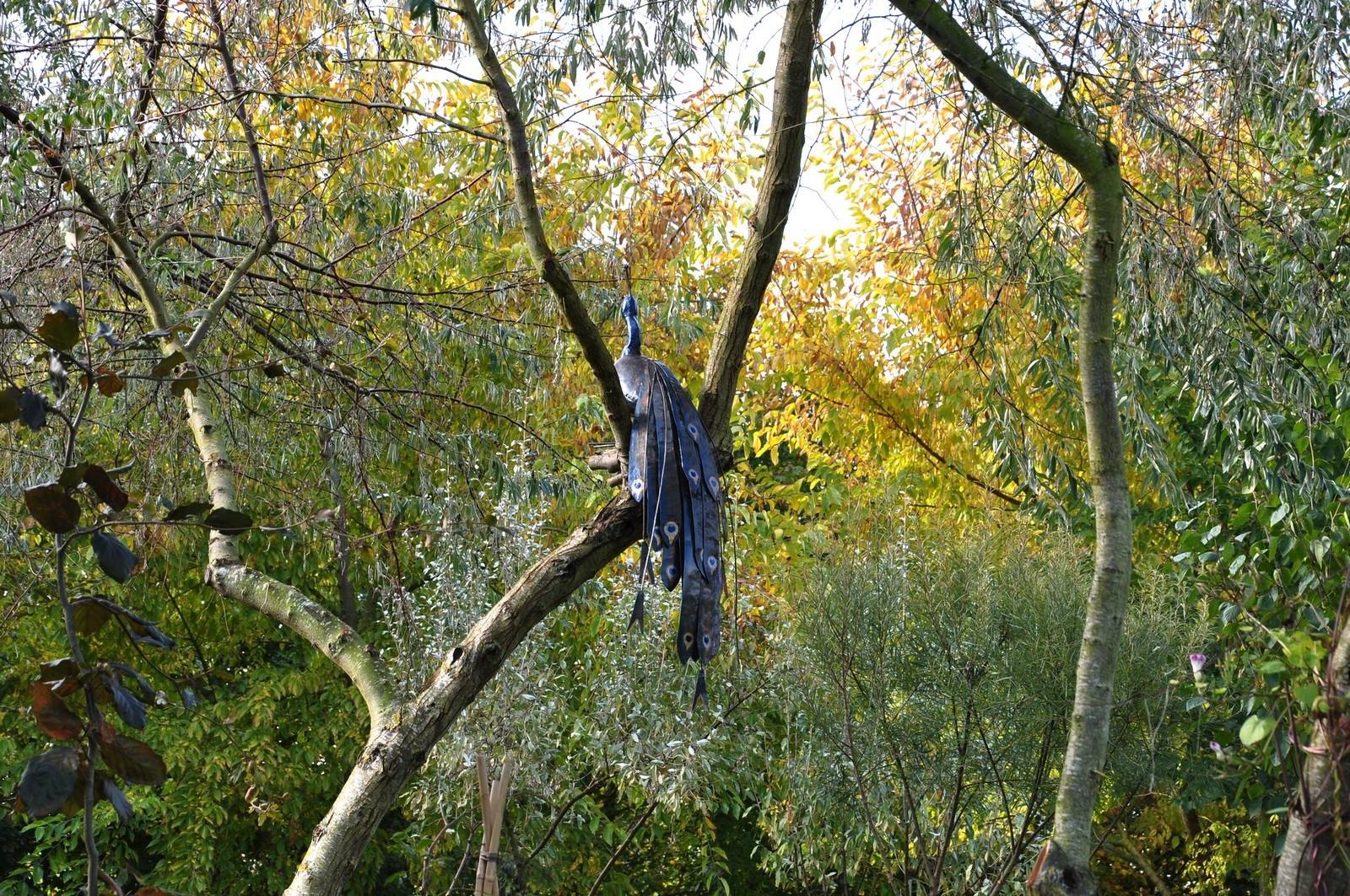 Paon d’automne