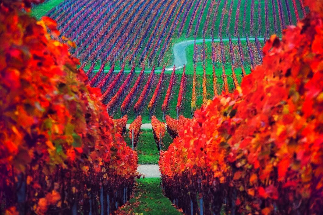 Vive la vigne