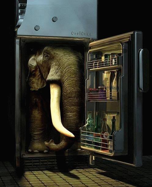 Un éléphant dans un réfrigérateur