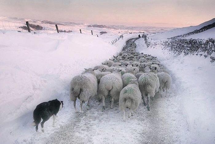 Une vie de moutons