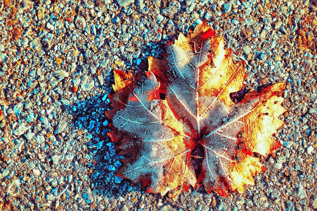 Feuille de saison