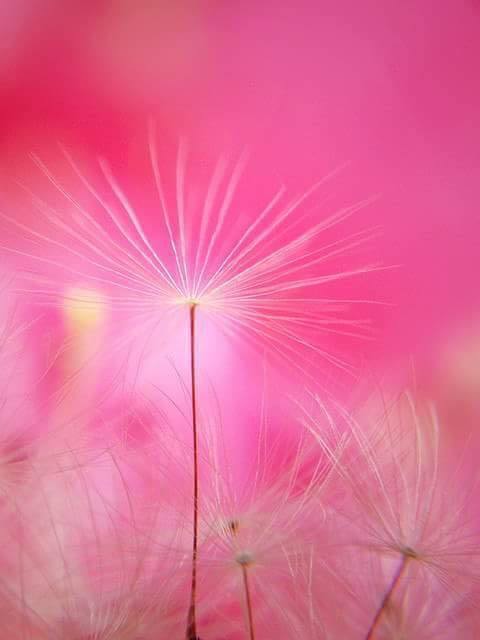 L’arbre Naturel