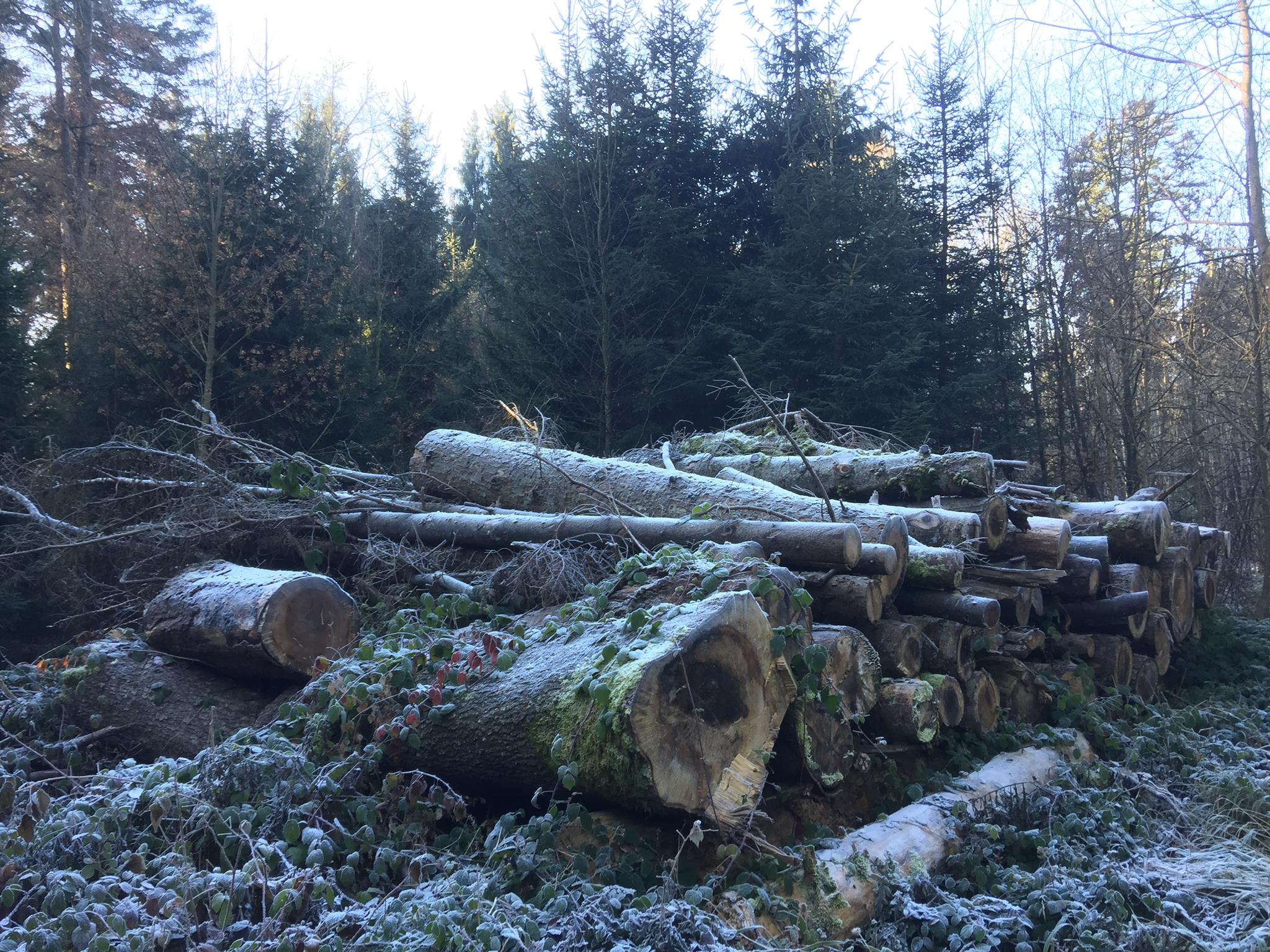 Le ton de la forêt