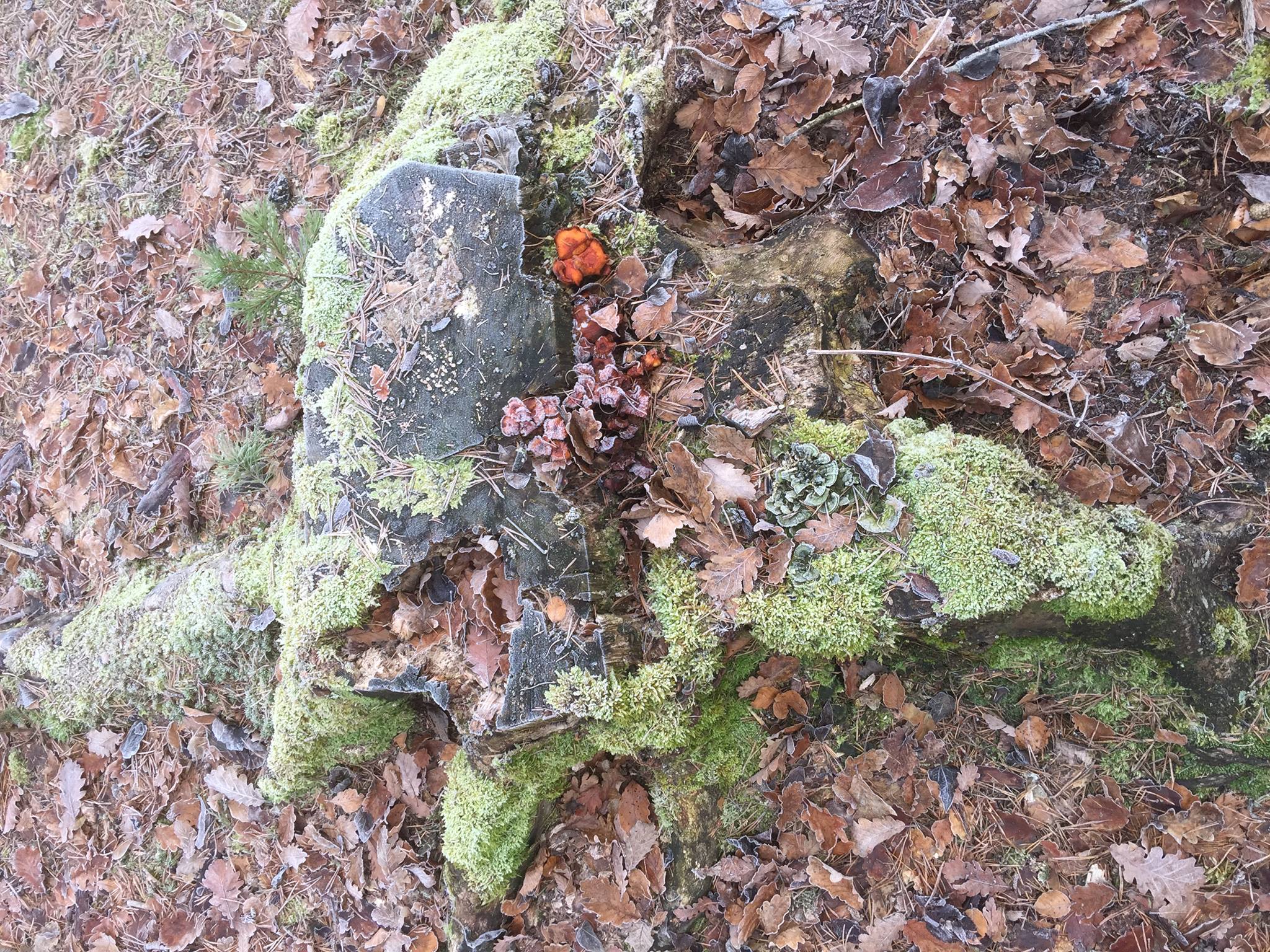 Le ton de la nature