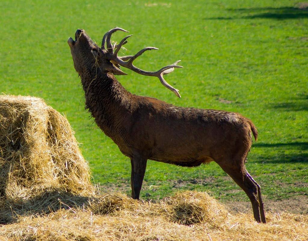 La chasse au-secours
