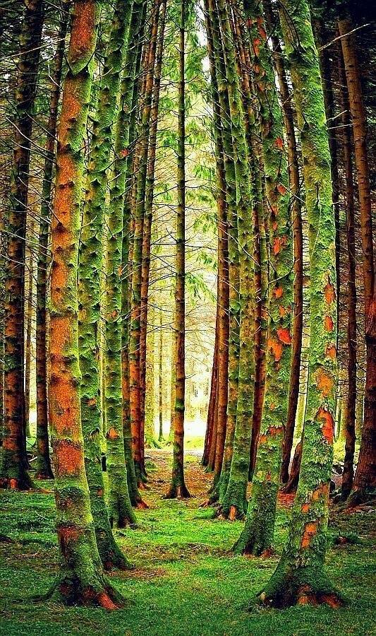 Quand les arbres s’écartent