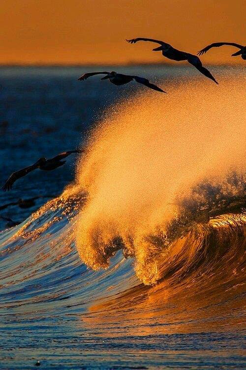 La vague d’or