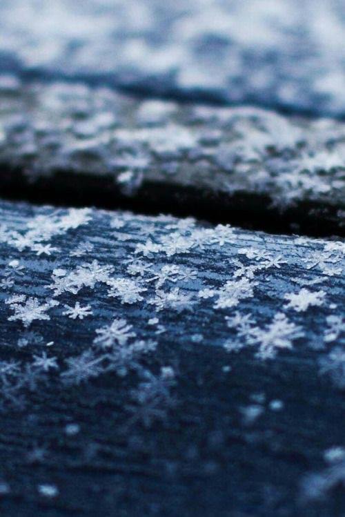 Florilège de neige