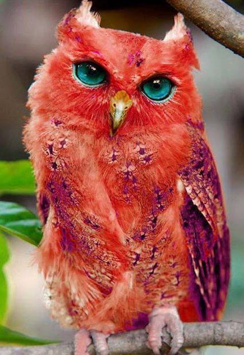 Quand le hibou voit rouge
