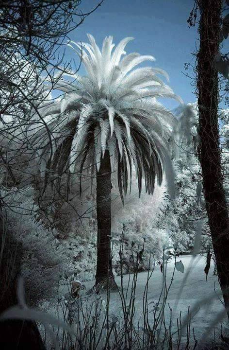 Palmier en neige