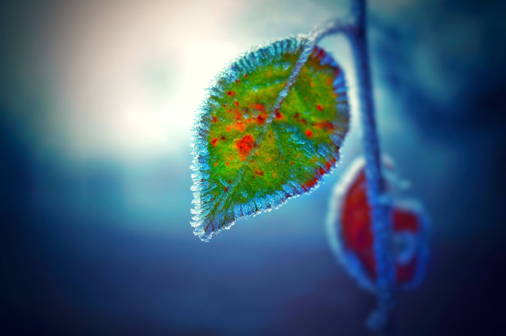 La feuille qui passe l’hiver