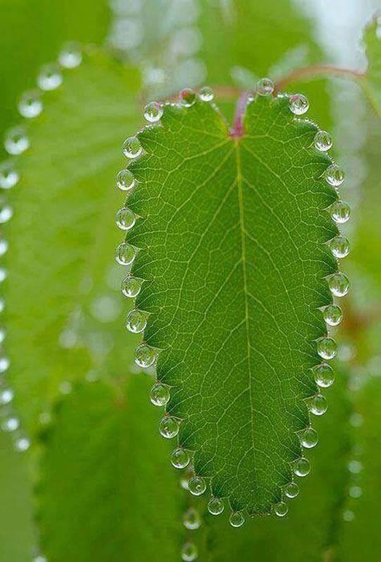 Les perles de pluie