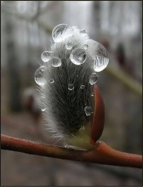 La nature facétieuse