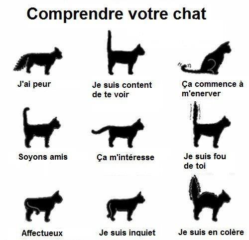 Souvent Chat-rit varie.(bien fol qui s’y fie)