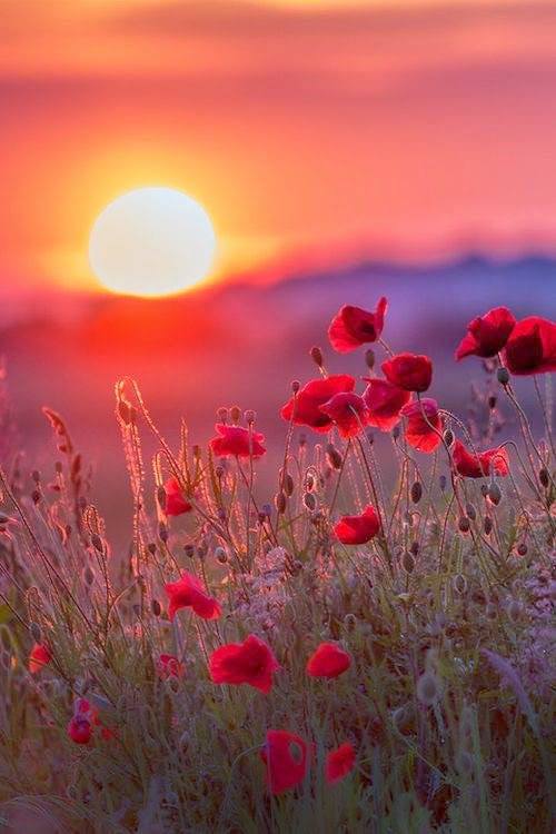 Hissez les coquelicots !