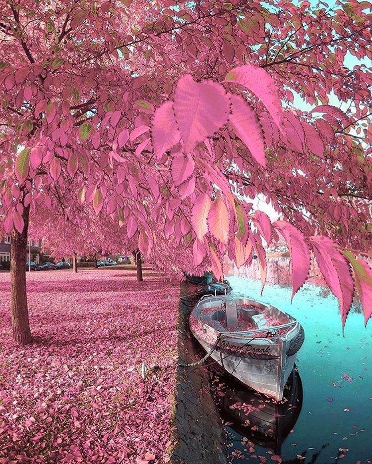 Dérive rose sur la Rivierose