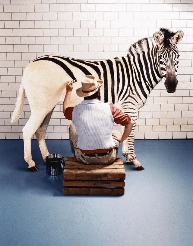 La théorie du zèbre