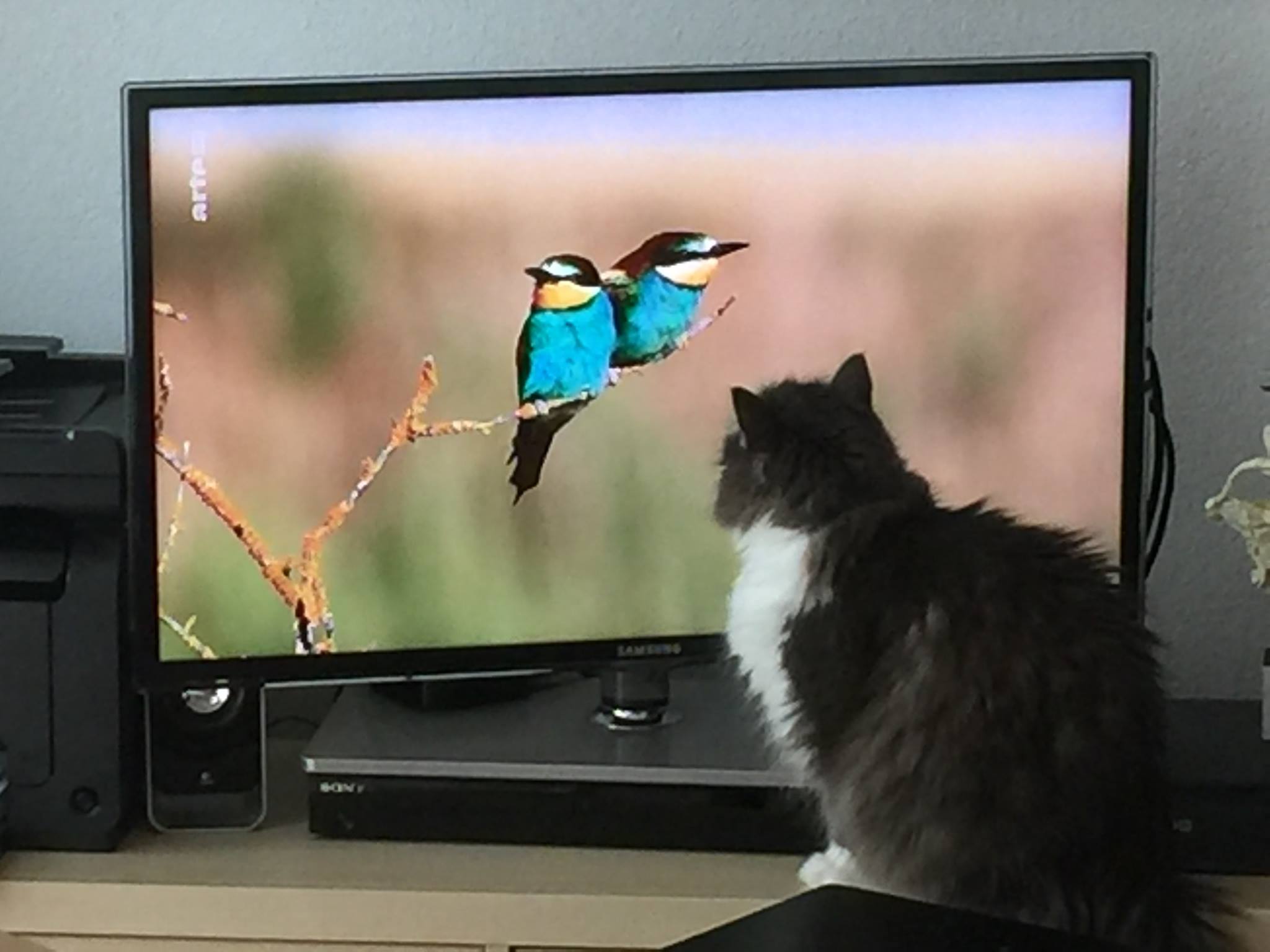 La télé réalité