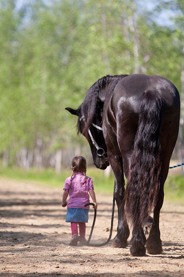 Le cheval équitable