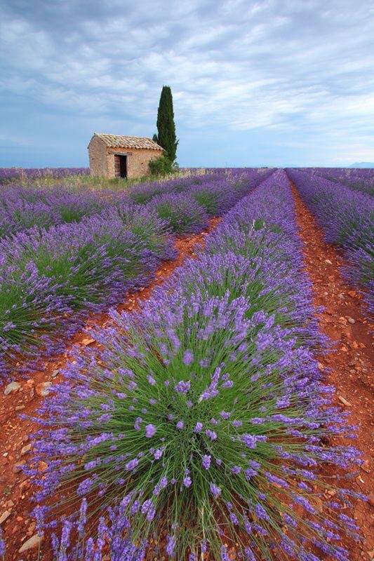 Les lignes mauves