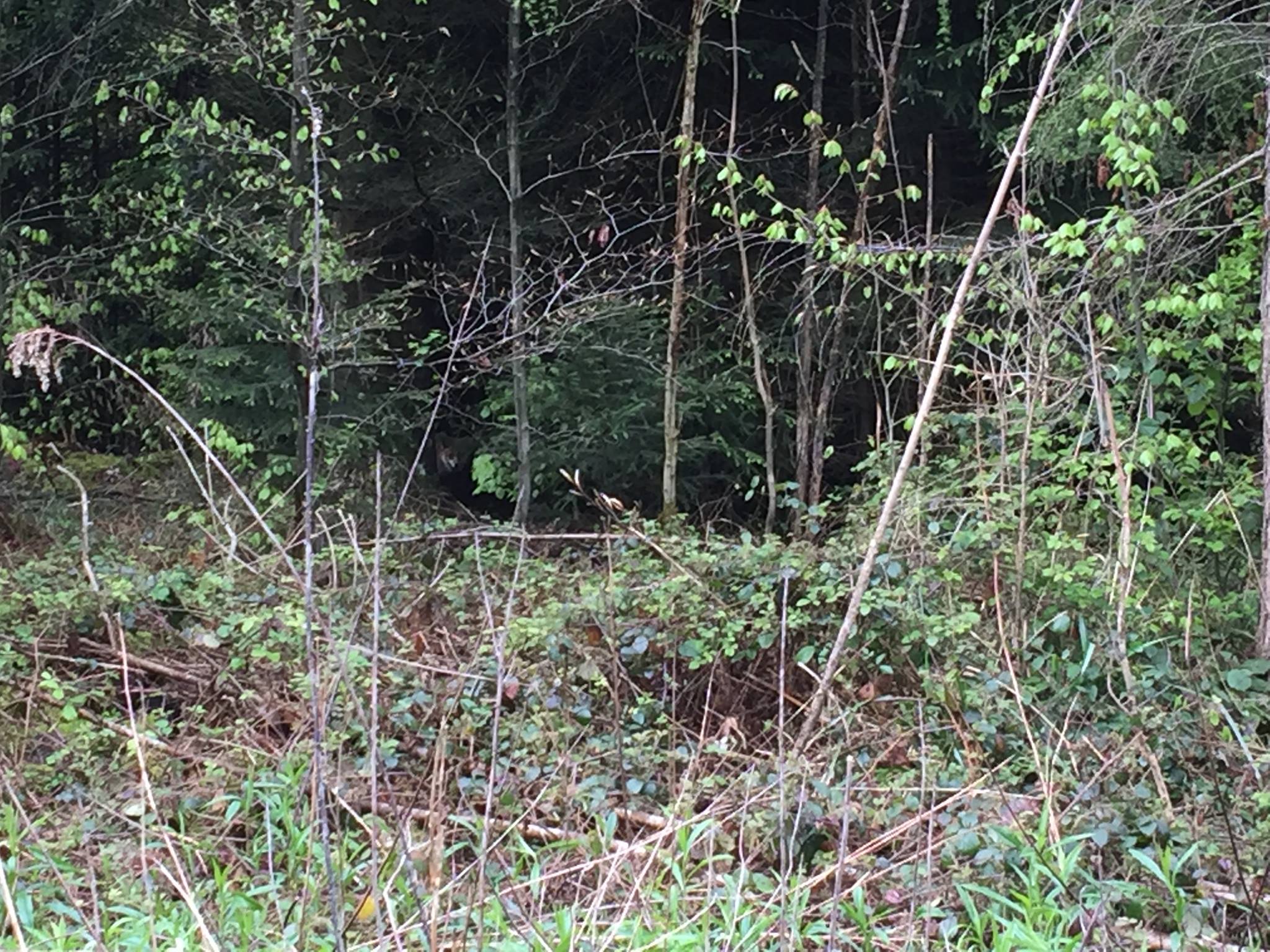 Cherchez le renard 🦊 !