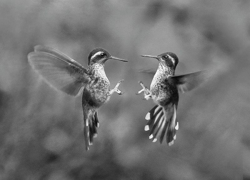 Toi & Moi