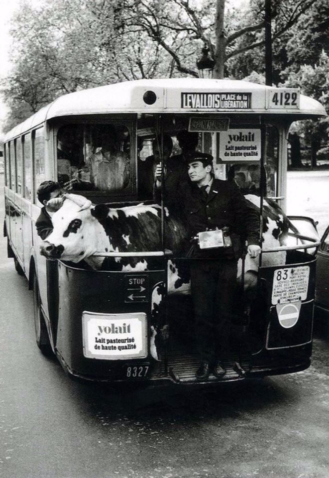 Ma vache et moi