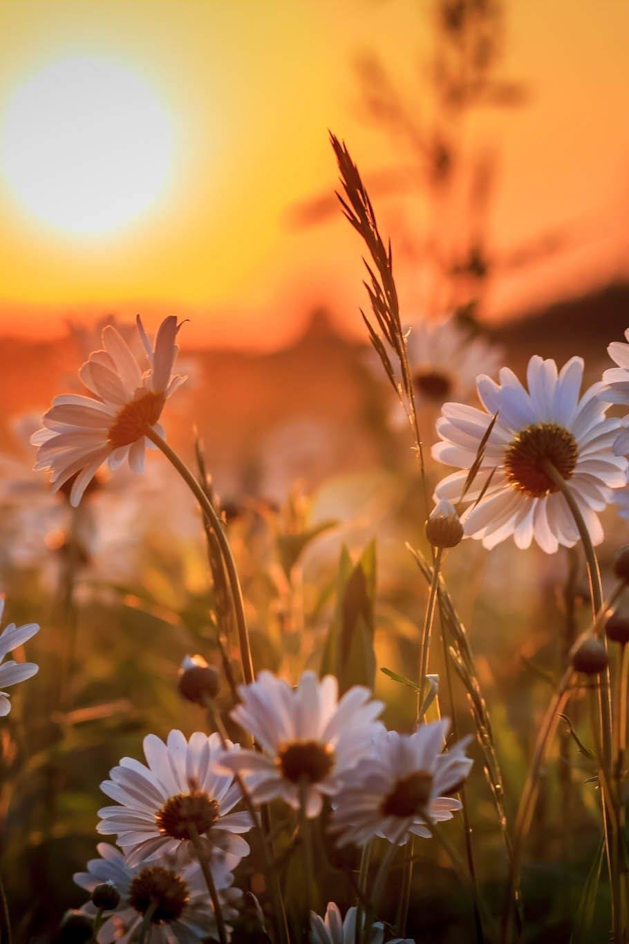 L’heure des fleurs