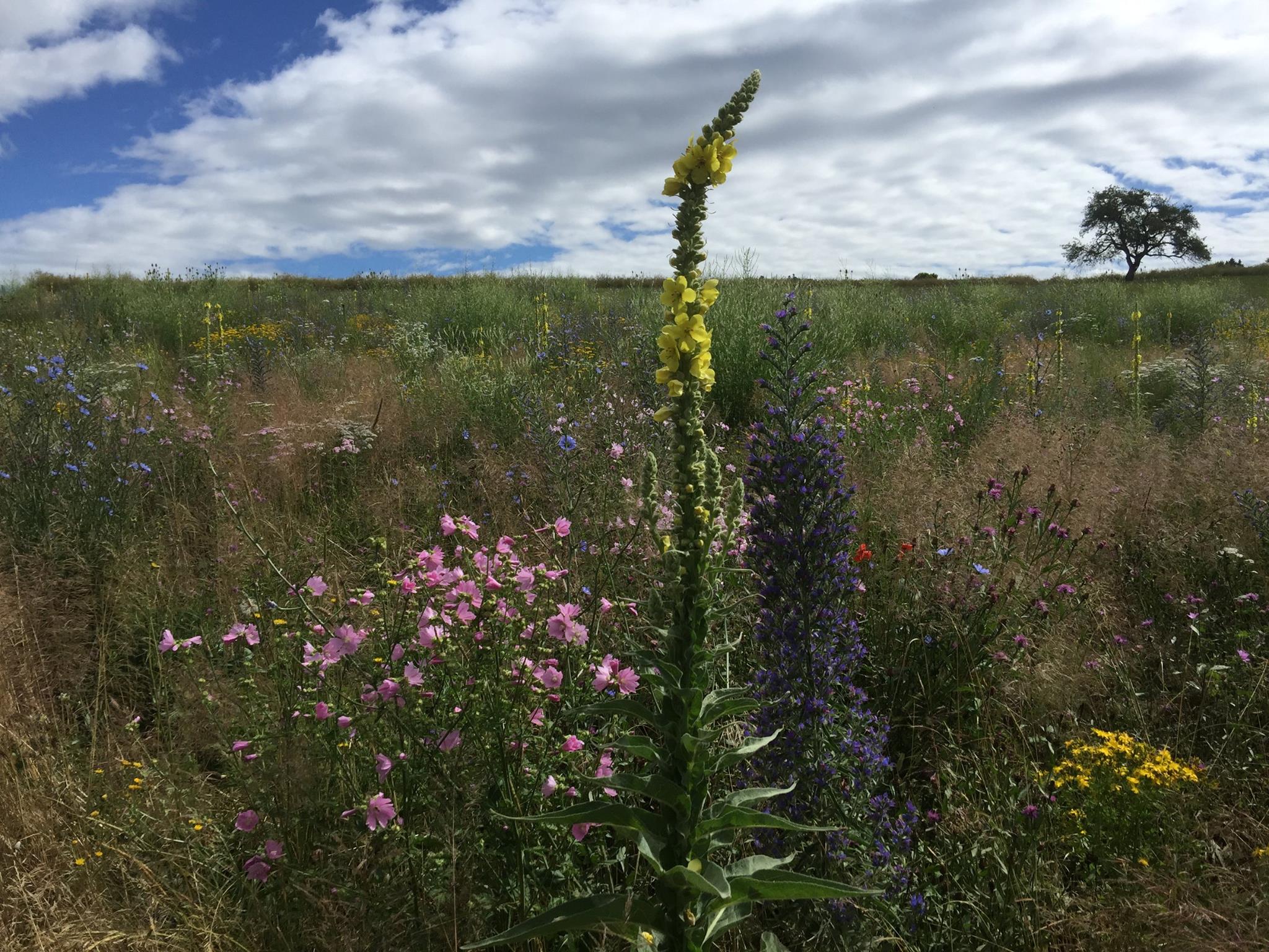 Fleurs qui chantent