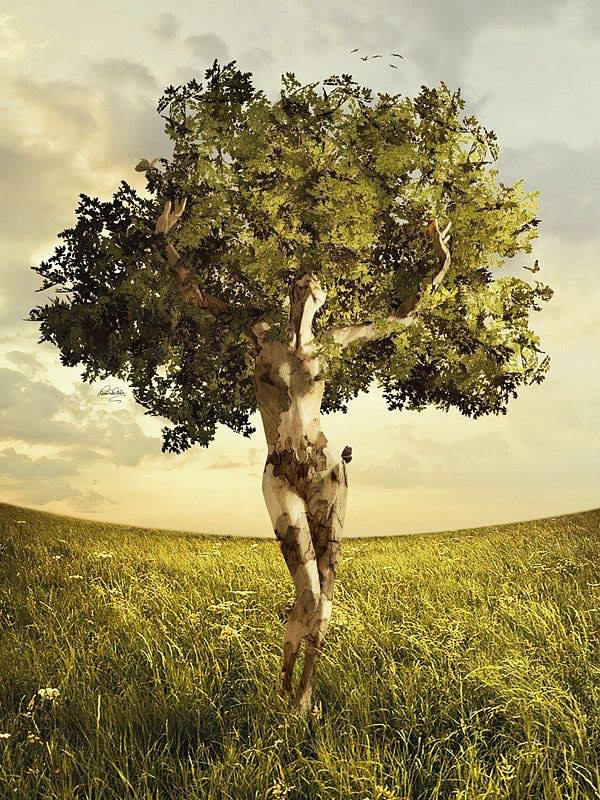 L’arbre-femme