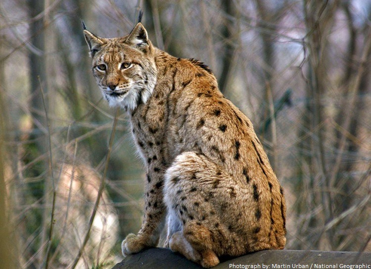 Le jour du lynx