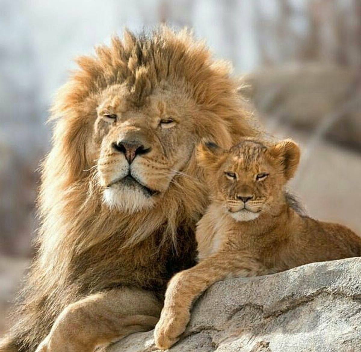 Le papa-lion
