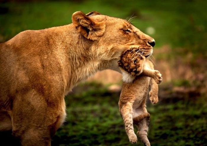 L’avènement du lion