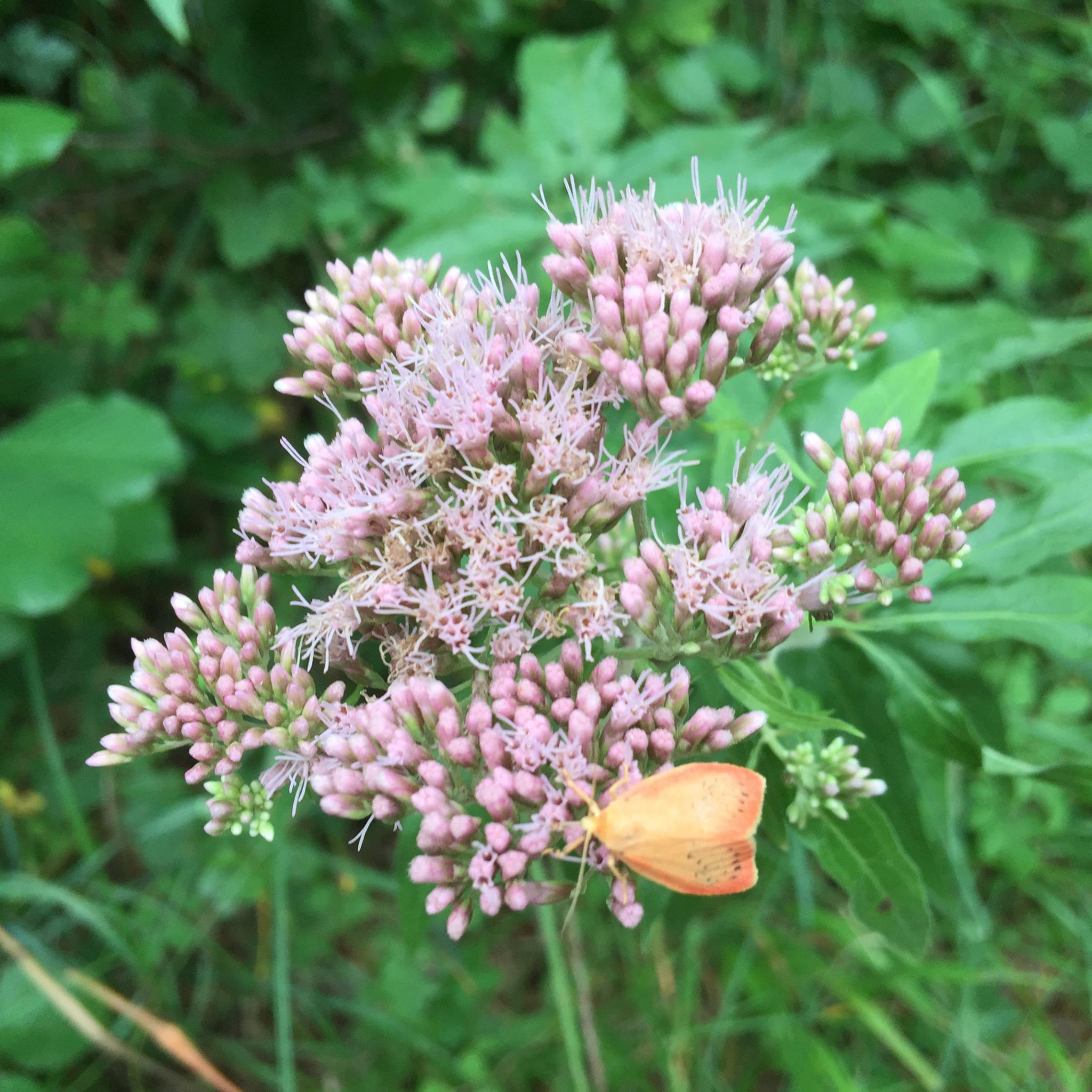 Le papillonafleur