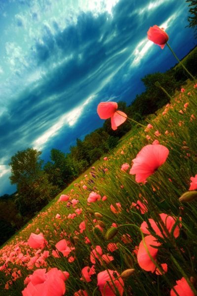 L’ivresse des coquelicots