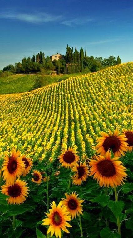 L’ivresse des tournesols