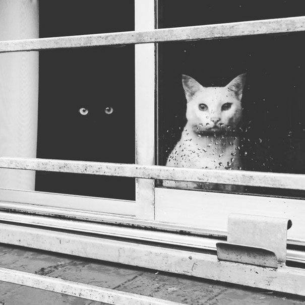 Chat noir, chat blanc