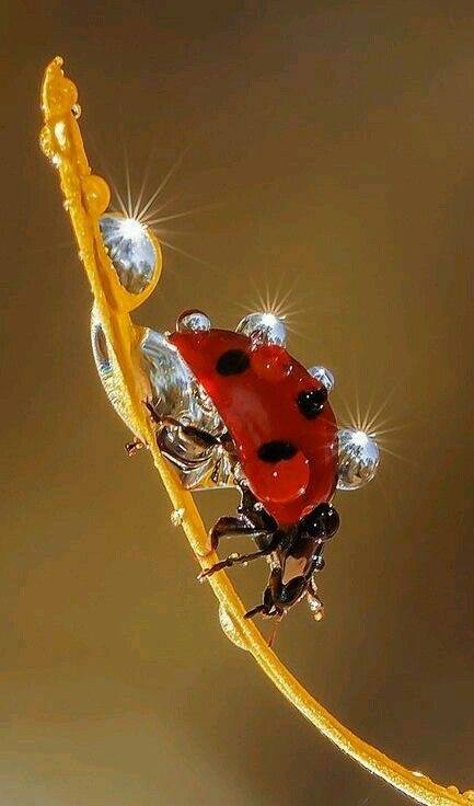 Météo et coccinelle