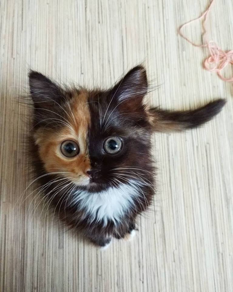 Petit lion deviendra grand