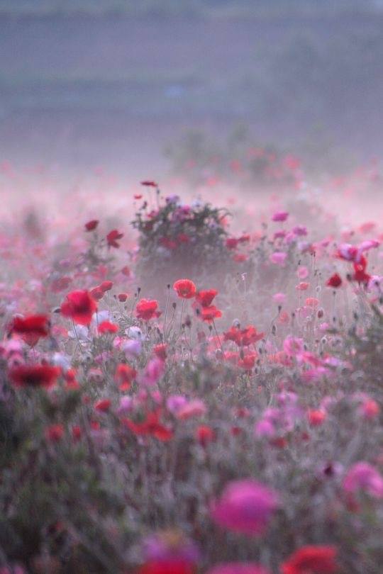 Les petites fleurs loyales
