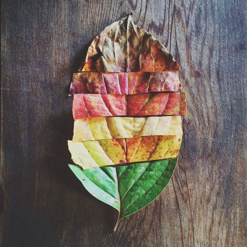 Distribution d’automne