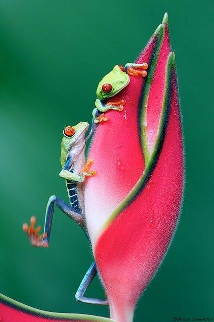 Le bouton rose