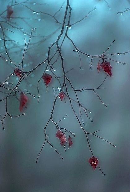 Les faire-part d’automne